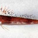 Image of Red flathead