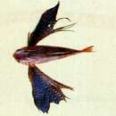 Image of Flying gurnard