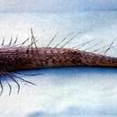 Image of <i>Hoplichthys fasciatus</i> Matsubara 1937