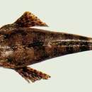 Image of Spot eye flathead