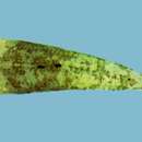 Image of Flathead