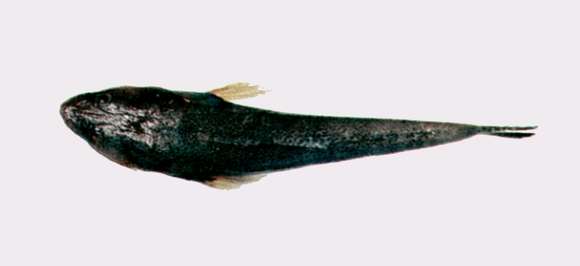 Image of Platycephalus