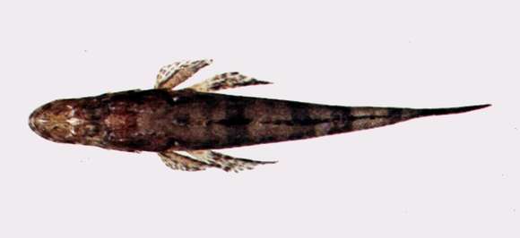 Image of Ratabulus