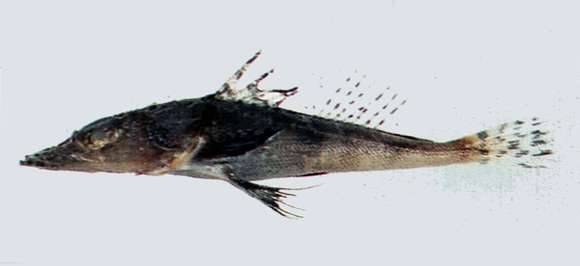 Image of Rogadius