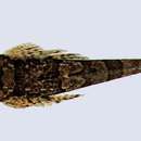 Image of Flathead