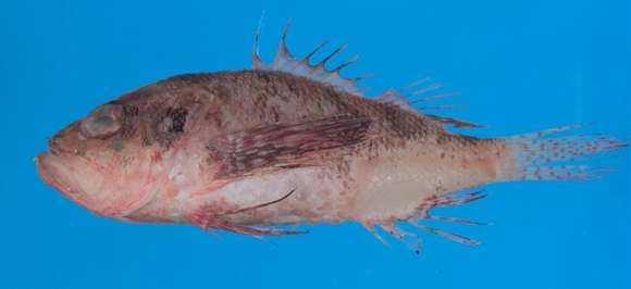 Image of Brachypterois