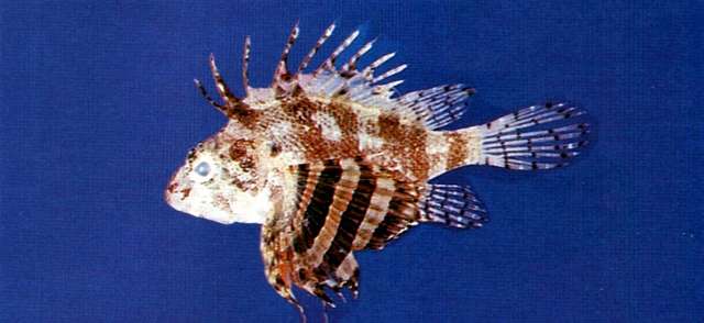 Image of Bricked firefish