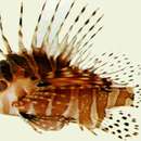 Image of Zebra lionfish