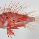 Image of Bleeker&#39;s lionfish