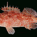 Image of Decoy scorpionfish