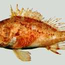 Image of Curvedspine scorpionfish