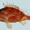 Image of Round scorpionfish