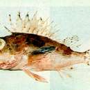 Image of Orange-banded scorpionfish