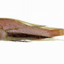 Image of Blackfoot firefish