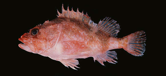 Image of Phenacoscorpius