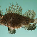 Image of Ambon scorpionfish