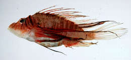 Image of Dragon's Beard Fish