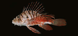 Image of Russell's lionfish