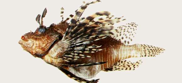 Image of Pterois