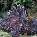 Image of Weedy scorpionfish