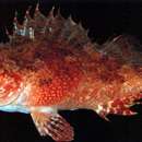 Image of Izu scorpionfish