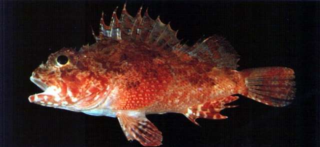 Image of Izu scorpionfish