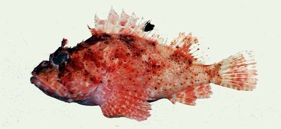 Image of Scorpionfish