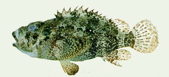 Image of Common scorpionfish