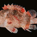 Image of Hairy scorpionfish