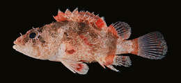 Image of Hairy scorpionfish