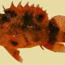 Image of Dwarf scorpionfish