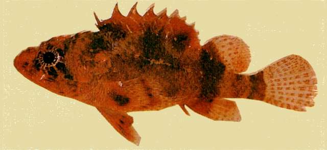 Image of Dwarf scorpionfish