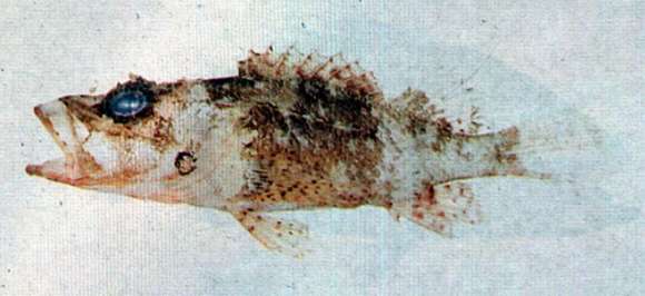 Plancia ëd Scorpaenodes minor (Smith 1958)