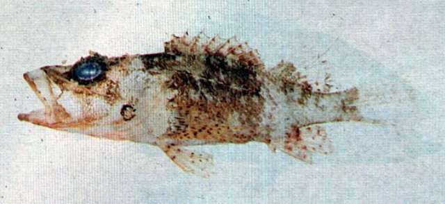 Image of Brock&#39;s scorpionfish