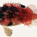 Image of Blotchfin scorpionfish