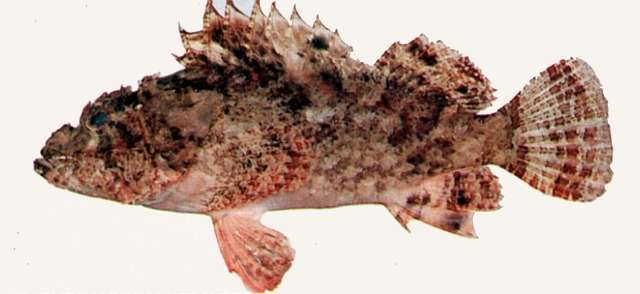 Image of Frilly scorpionfish