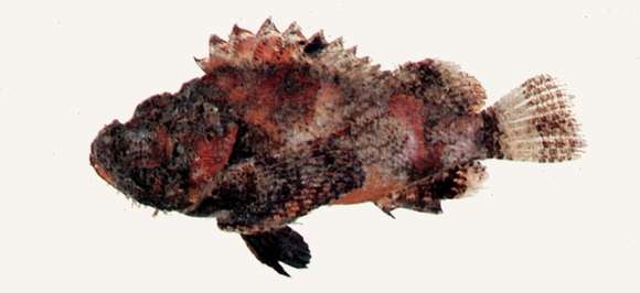 Слика од Scorpaenopsis neglecta Heckel 1837