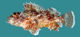 Image of Poss's scorpionfish