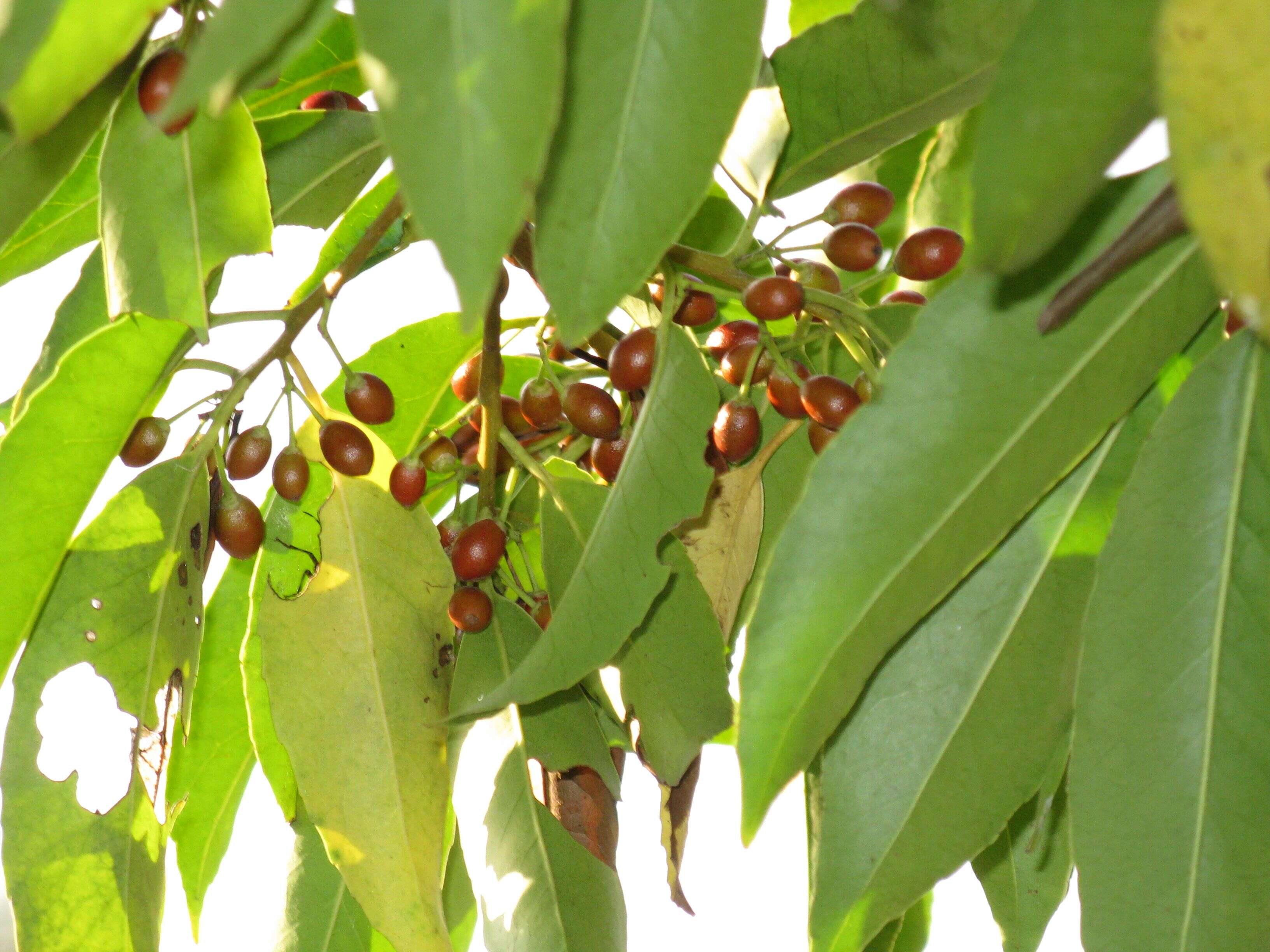 Plancia ëd Ilex chinensis Sims