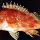 Image of Yellowbarred red rockfish