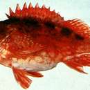 Image of Common rockfish