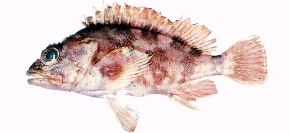 Image of Sebastiscus