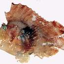 Image of Leaf scorpionfish