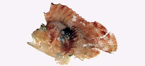 Image of Taenianotus