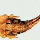 Sivun Gargariscus prionocephalus (Duméril 1869) kuva