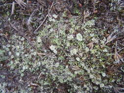 Image of Cladonia pocillum