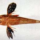 Imagem de Lepidotrigla punctipectoralis Fowler 1938