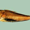 Image of Ryukyu gurnard