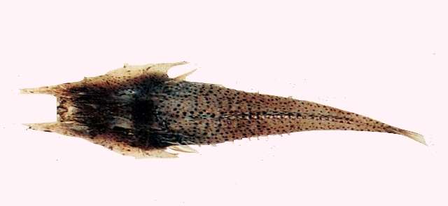 Image of Satyrichthys