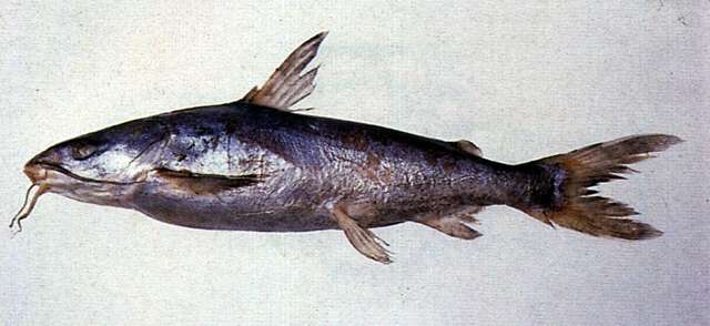sea catfishes - Encyclopedia of Life